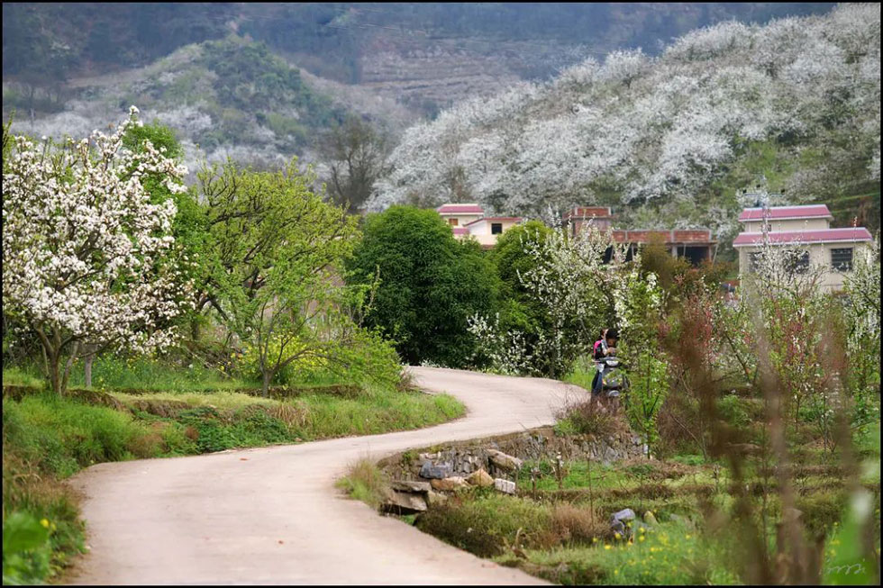 【春天,广西桂林灌阳县向您发出邀请!】我们在灌阳看梨花 - 游山玩水 - 株洲生活社区 - 株洲28生活网 zhuzhou.28life.com