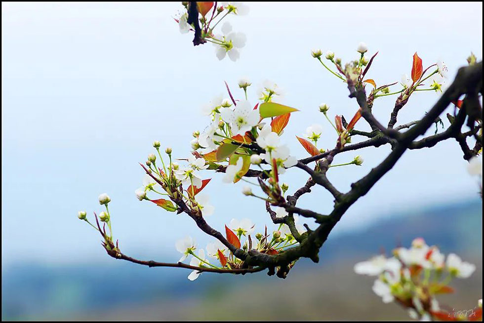 【春天,广西桂林灌阳县向您发出邀请!】我们在灌阳看梨花 - 游山玩水 - 株洲生活社区 - 株洲28生活网 zhuzhou.28life.com