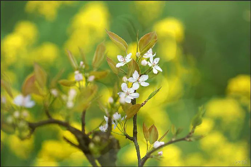 【春天,广西桂林灌阳县向您发出邀请!】我们在灌阳看梨花 - 游山玩水 - 株洲生活社区 - 株洲28生活网 zhuzhou.28life.com