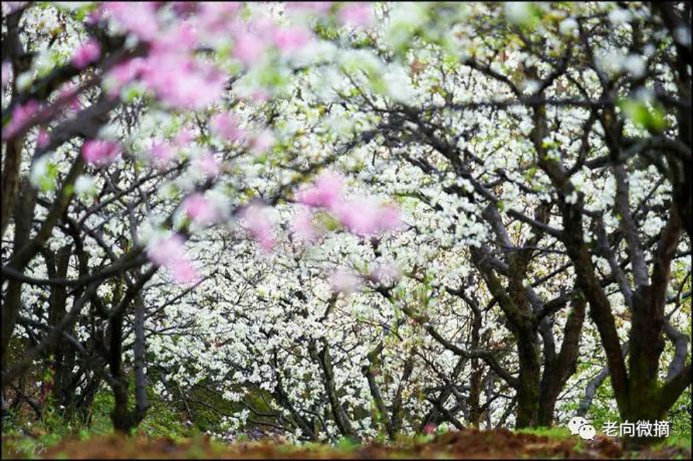 【春天,广西桂林灌阳县向您发出邀请!】我们在灌阳看梨花 - 游山玩水 - 株洲生活社区 - 株洲28生活网 zhuzhou.28life.com