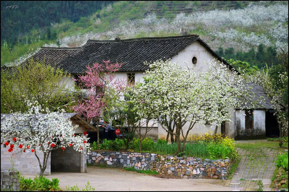 【春天,广西桂林灌阳县向您发出邀请!】我们在灌阳看梨花 - 游山玩水 - 株洲生活社区 - 株洲28生活网 zhuzhou.28life.com