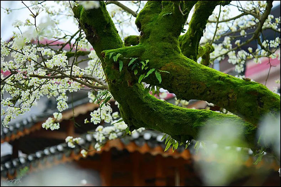 【春天,广西桂林灌阳县向您发出邀请!】我们在灌阳看梨花 - 游山玩水 - 株洲生活社区 - 株洲28生活网 zhuzhou.28life.com