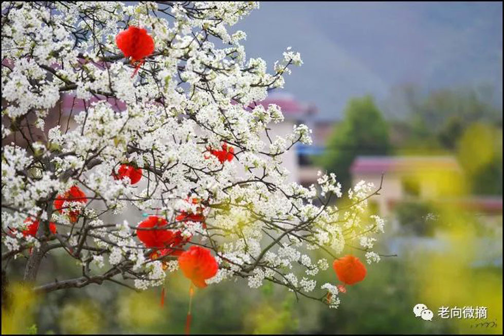 【春天,广西桂林灌阳县向您发出邀请!】我们在灌阳看梨花 - 游山玩水 - 株洲生活社区 - 株洲28生活网 zhuzhou.28life.com
