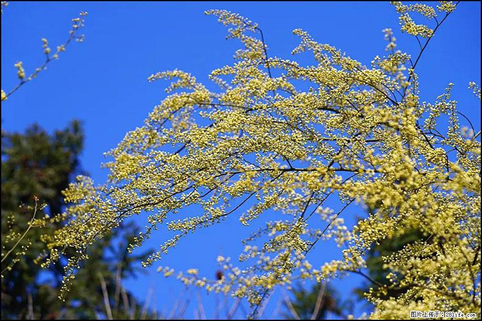 【春天,广西桂林灌阳县向您发出邀请!】米珠山前有片山苍子花在飘香 - 游山玩水 - 株洲生活社区 - 株洲28生活网 zhuzhou.28life.com