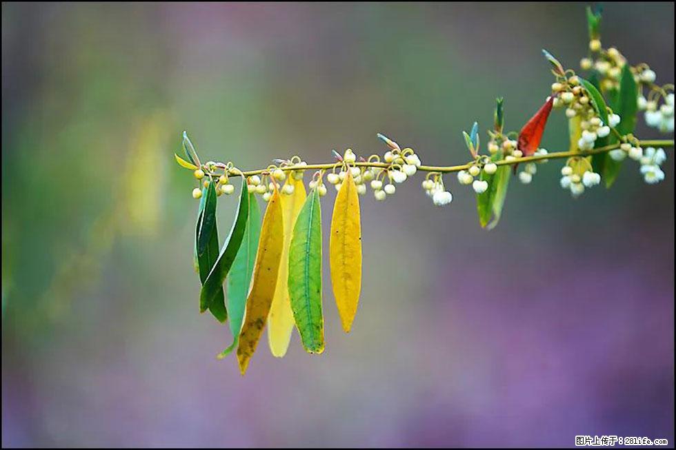 【春天,广西桂林灌阳县向您发出邀请!】米珠山前有片山苍子花在飘香 - 游山玩水 - 株洲生活社区 - 株洲28生活网 zhuzhou.28life.com