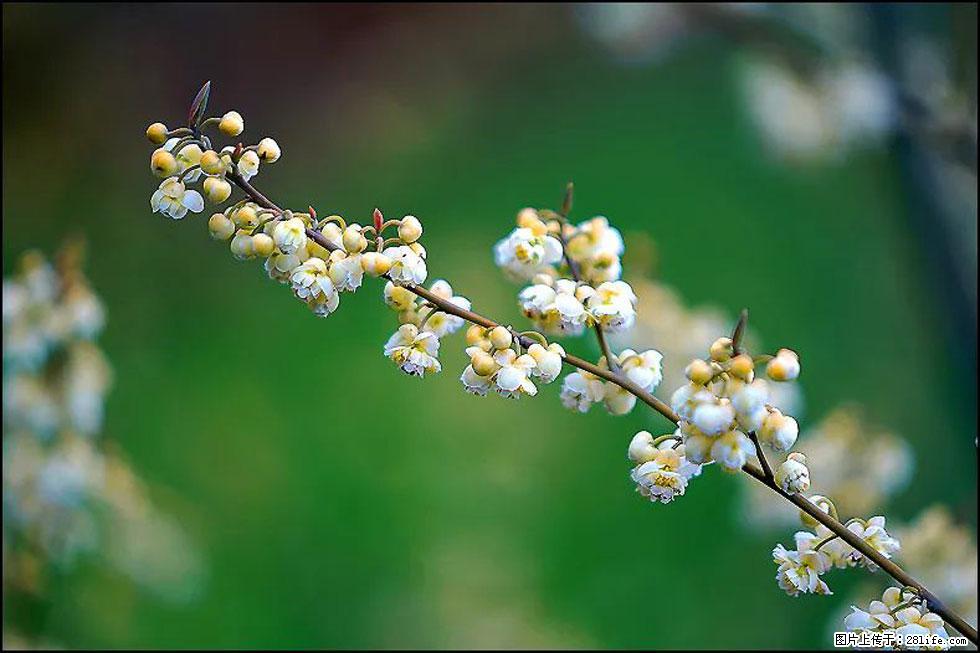 【春天,广西桂林灌阳县向您发出邀请!】米珠山前有片山苍子花在飘香 - 游山玩水 - 株洲生活社区 - 株洲28生活网 zhuzhou.28life.com