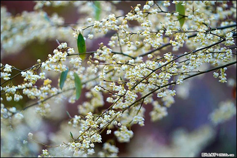 【春天,广西桂林灌阳县向您发出邀请!】米珠山前有片山苍子花在飘香 - 游山玩水 - 株洲生活社区 - 株洲28生活网 zhuzhou.28life.com