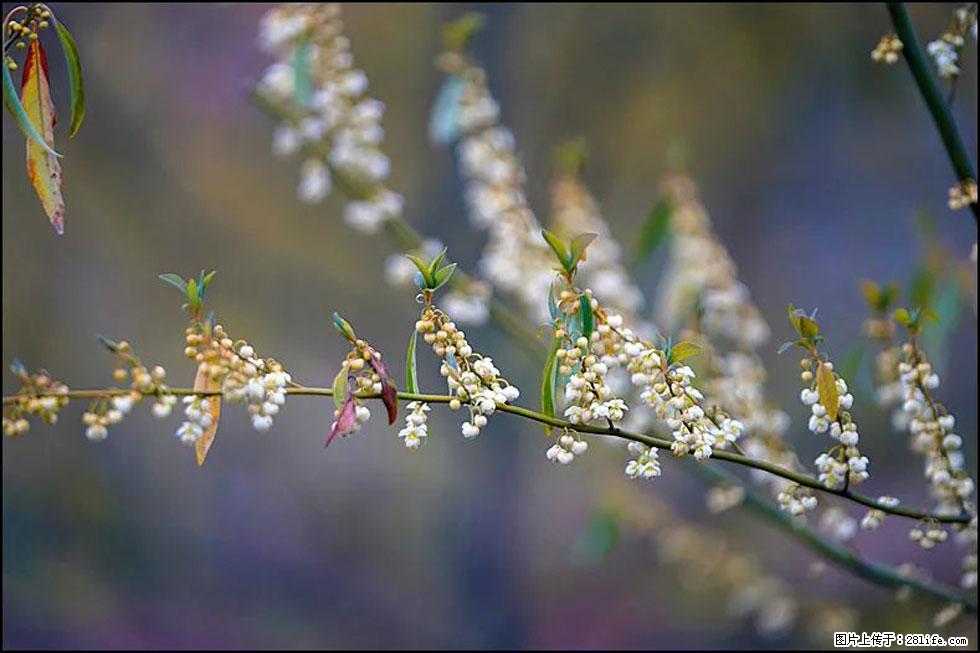 【春天,广西桂林灌阳县向您发出邀请!】米珠山前有片山苍子花在飘香 - 游山玩水 - 株洲生活社区 - 株洲28生活网 zhuzhou.28life.com