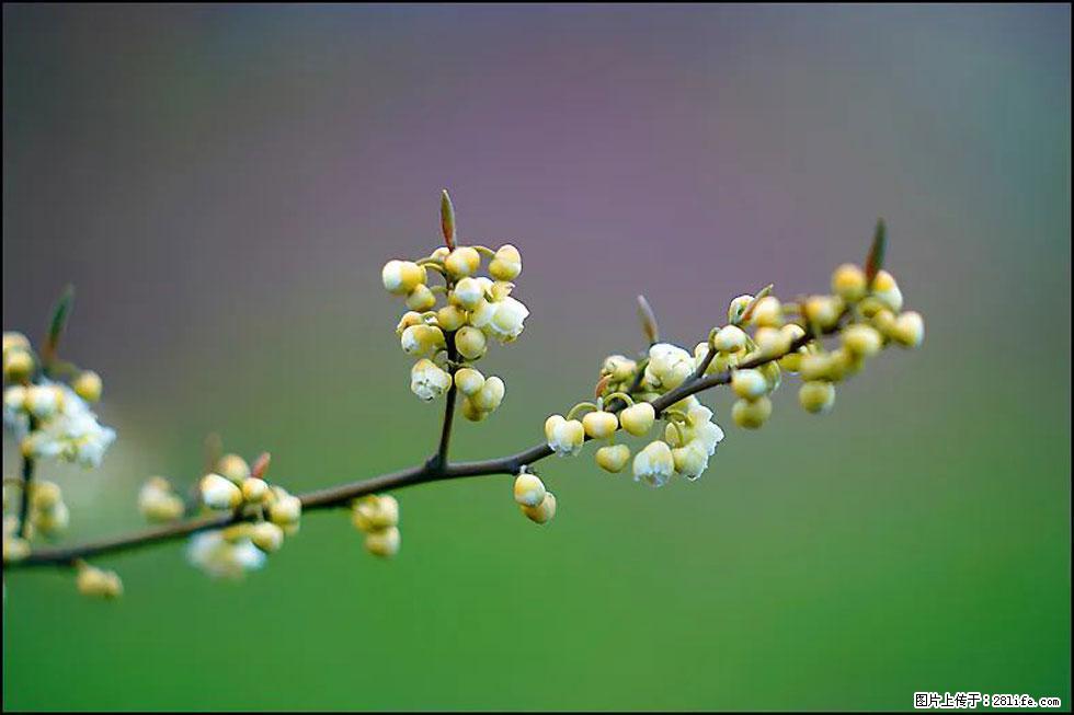 【春天,广西桂林灌阳县向您发出邀请!】米珠山前有片山苍子花在飘香 - 游山玩水 - 株洲生活社区 - 株洲28生活网 zhuzhou.28life.com