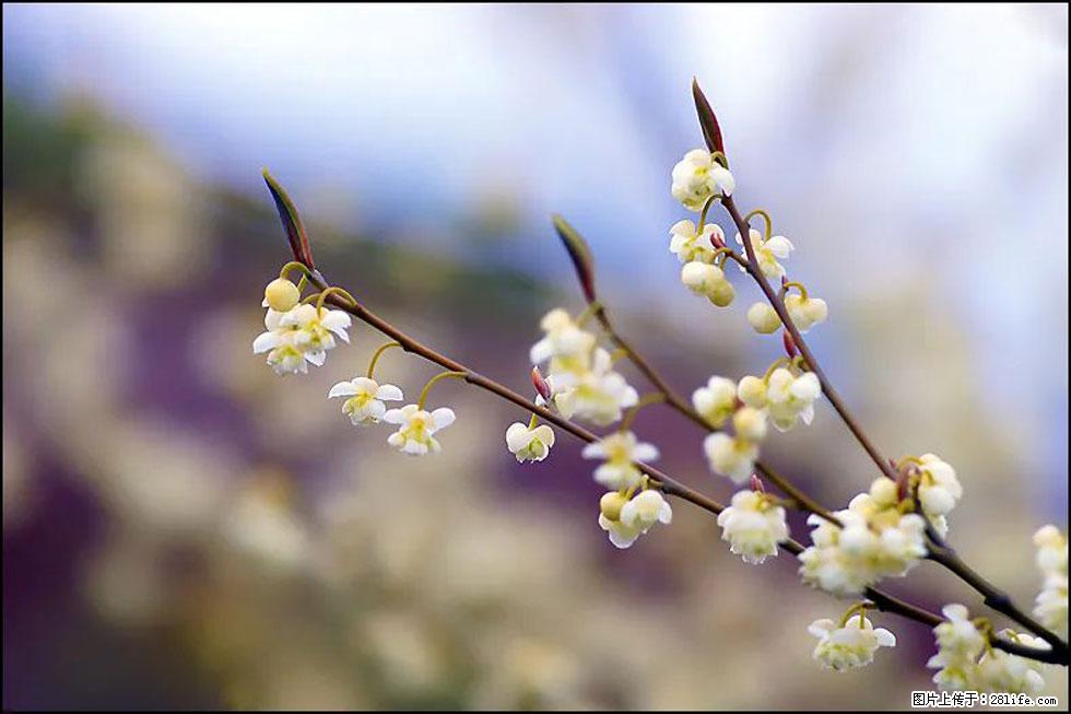 【春天,广西桂林灌阳县向您发出邀请!】米珠山前有片山苍子花在飘香 - 游山玩水 - 株洲生活社区 - 株洲28生活网 zhuzhou.28life.com