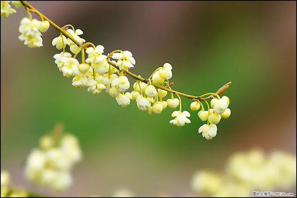 【春天,广西桂林灌阳县向您发出邀请!】米珠山前有片山苍子花在飘香 - 游山玩水 - 株洲生活社区 - 株洲28生活网 zhuzhou.28life.com