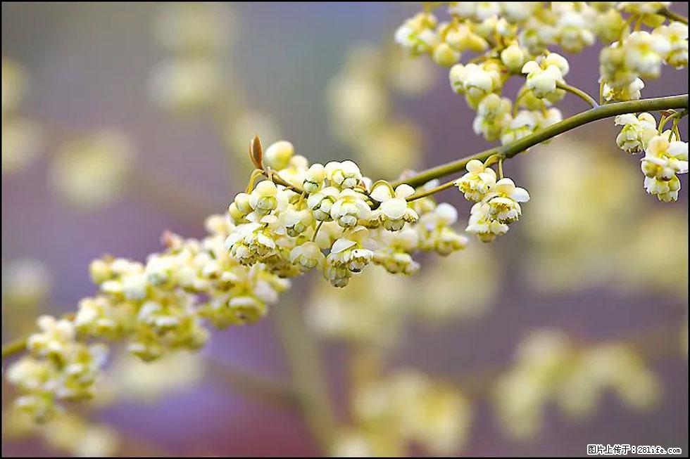 【春天,广西桂林灌阳县向您发出邀请!】米珠山前有片山苍子花在飘香 - 游山玩水 - 株洲生活社区 - 株洲28生活网 zhuzhou.28life.com