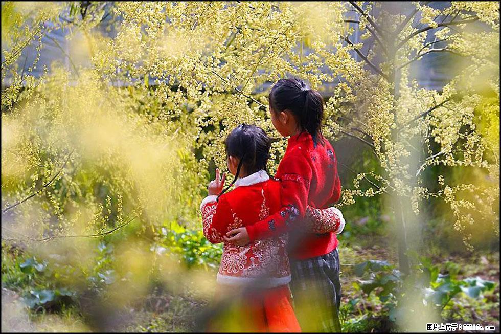 【春天,广西桂林灌阳县向您发出邀请!】米珠山前有片山苍子花在飘香 - 游山玩水 - 株洲生活社区 - 株洲28生活网 zhuzhou.28life.com