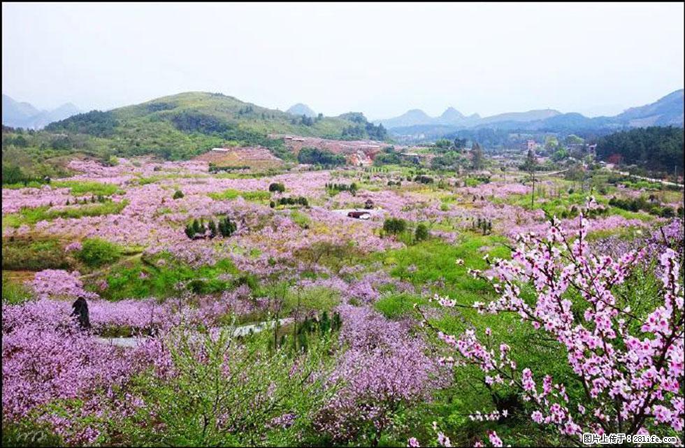 【春天,广西桂林灌阳县向您发出邀请!】官庄村有个醉美的桃花园 - 游山玩水 - 株洲生活社区 - 株洲28生活网 zhuzhou.28life.com