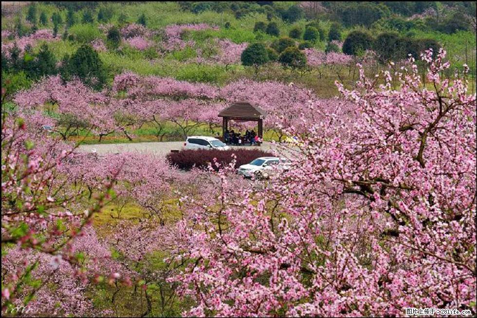 【春天,广西桂林灌阳县向您发出邀请!】官庄村有个醉美的桃花园 - 游山玩水 - 株洲生活社区 - 株洲28生活网 zhuzhou.28life.com