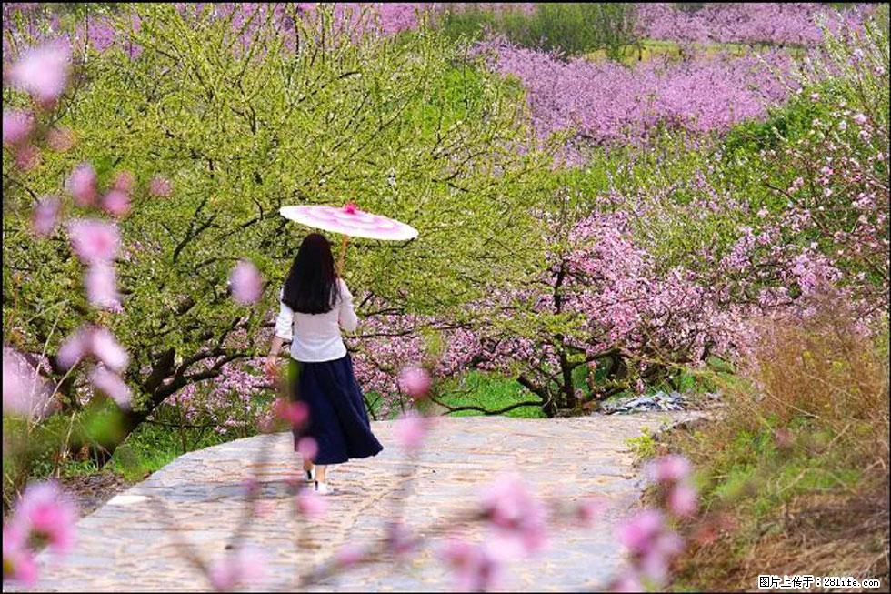 【春天,广西桂林灌阳县向您发出邀请!】官庄村有个醉美的桃花园 - 游山玩水 - 株洲生活社区 - 株洲28生活网 zhuzhou.28life.com