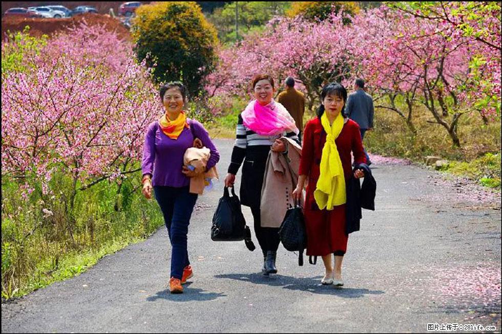 【春天,广西桂林灌阳县向您发出邀请!】官庄村有个醉美的桃花园 - 游山玩水 - 株洲生活社区 - 株洲28生活网 zhuzhou.28life.com