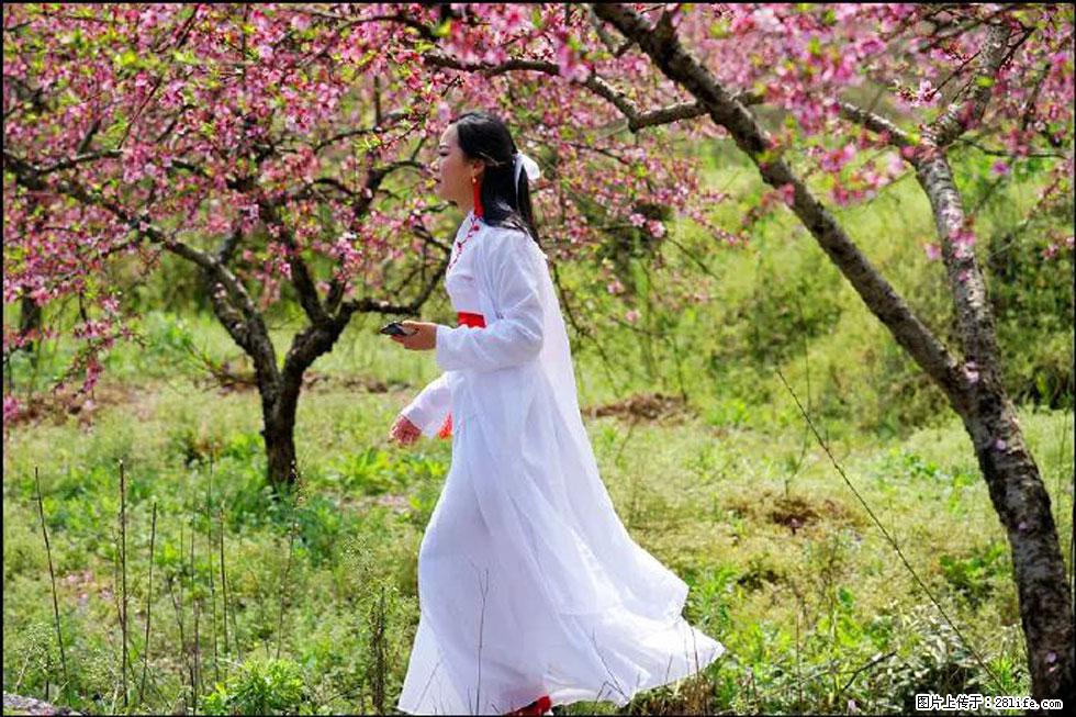 【春天,广西桂林灌阳县向您发出邀请!】官庄村有个醉美的桃花园 - 游山玩水 - 株洲生活社区 - 株洲28生活网 zhuzhou.28life.com