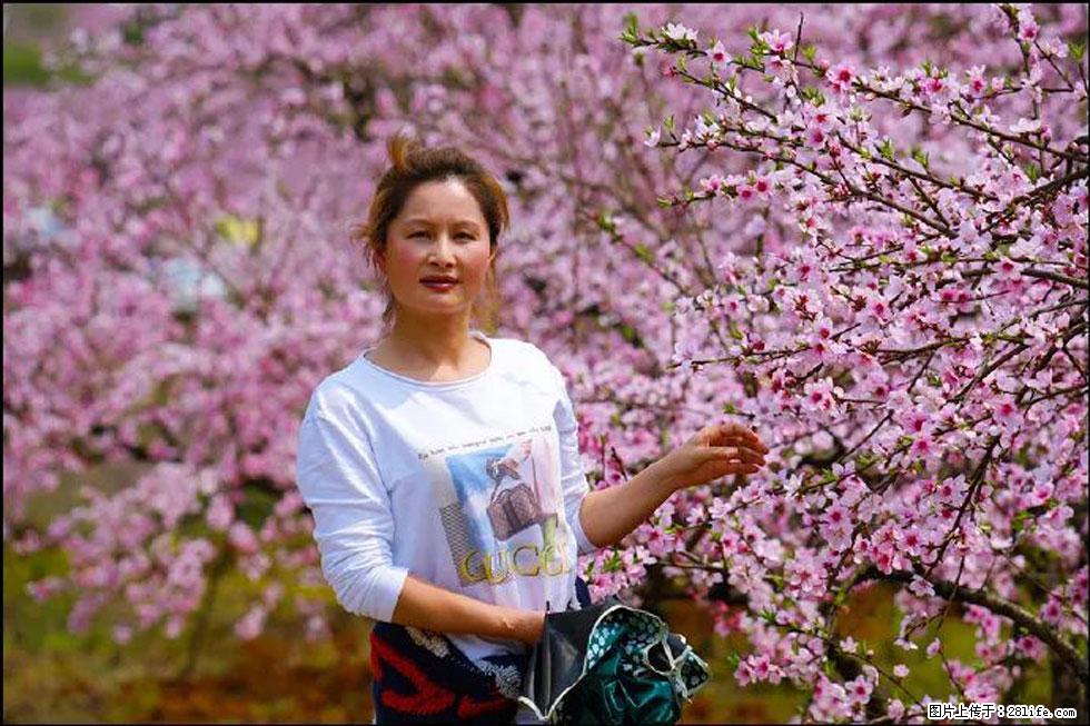 【春天,广西桂林灌阳县向您发出邀请!】官庄村有个醉美的桃花园 - 游山玩水 - 株洲生活社区 - 株洲28生活网 zhuzhou.28life.com