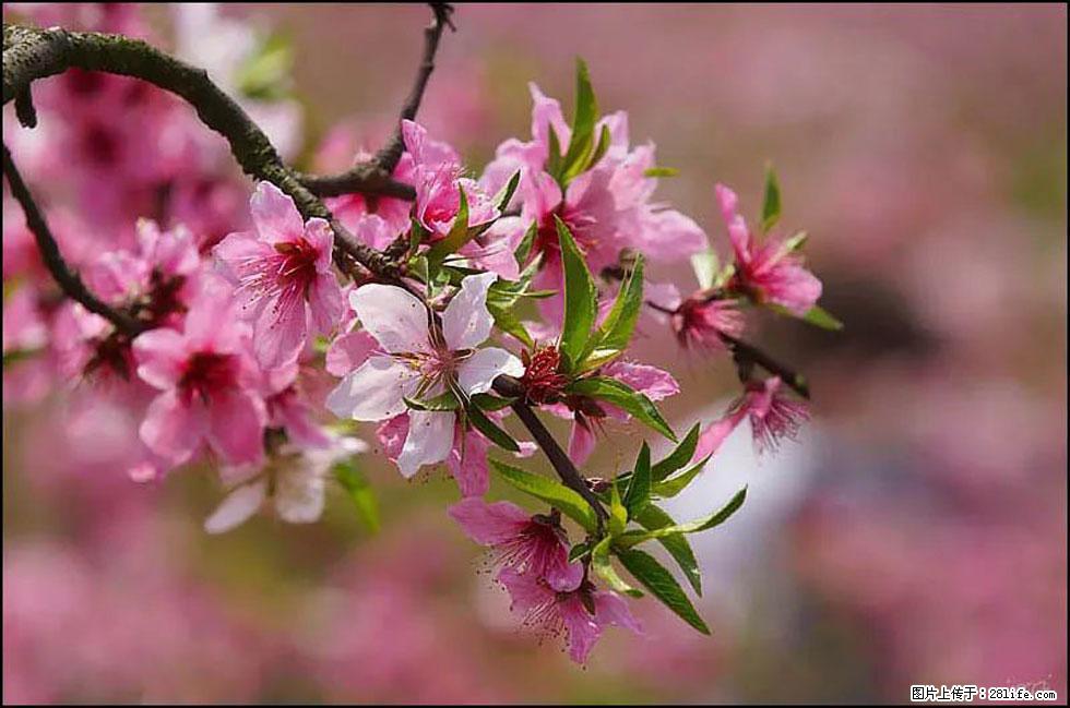 【春天,广西桂林灌阳县向您发出邀请!】官庄村有个醉美的桃花园 - 游山玩水 - 株洲生活社区 - 株洲28生活网 zhuzhou.28life.com