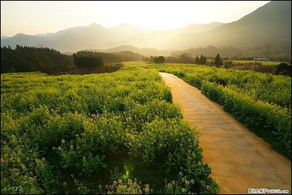 【春天,广西桂林灌阳县向您发出邀请!】长坪村油菜盛情花开 - 游山玩水 - 株洲生活社区 - 株洲28生活网 zhuzhou.28life.com