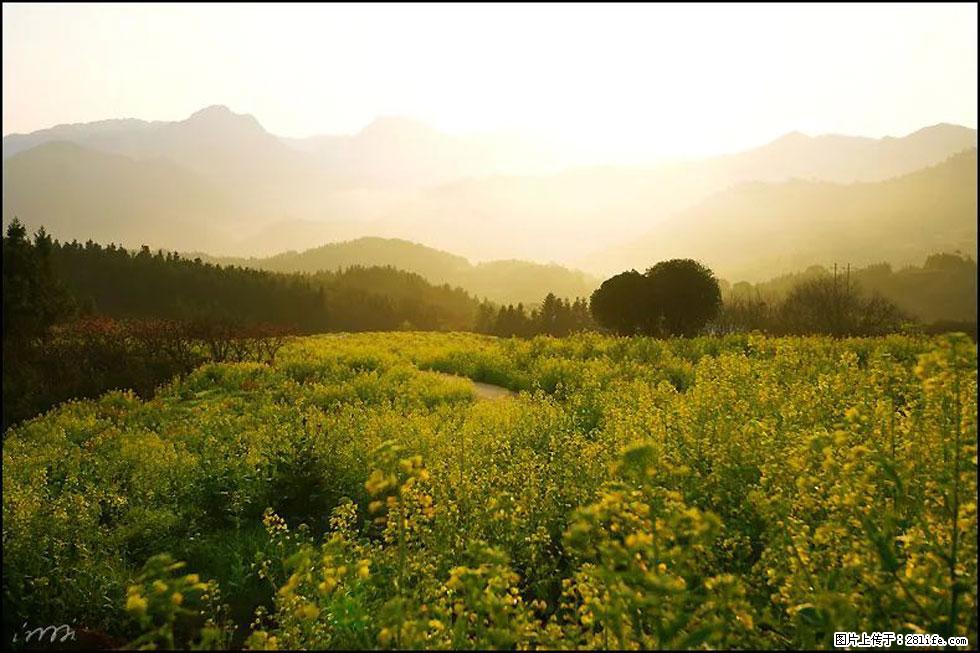【春天,广西桂林灌阳县向您发出邀请!】长坪村油菜盛情花开 - 游山玩水 - 株洲生活社区 - 株洲28生活网 zhuzhou.28life.com