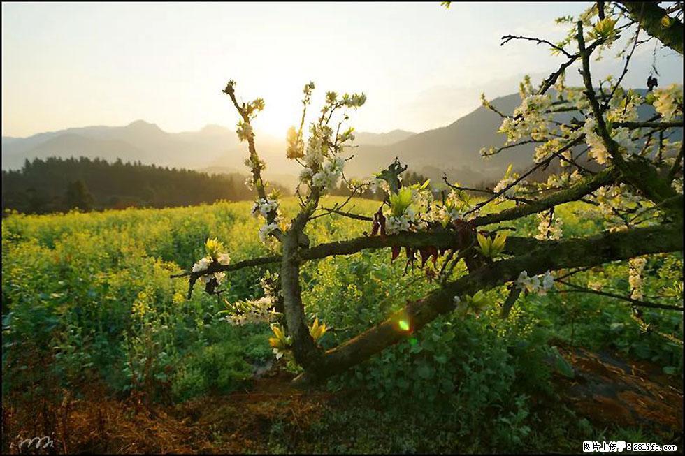 【春天,广西桂林灌阳县向您发出邀请!】长坪村油菜盛情花开 - 游山玩水 - 株洲生活社区 - 株洲28生活网 zhuzhou.28life.com