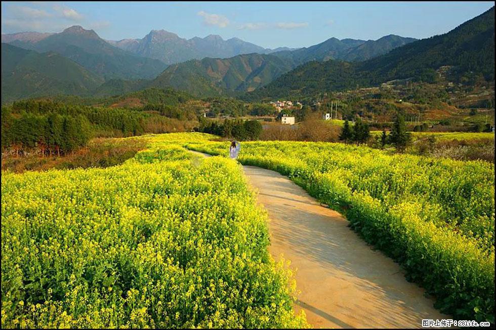 【春天,广西桂林灌阳县向您发出邀请!】长坪村油菜盛情花开 - 游山玩水 - 株洲生活社区 - 株洲28生活网 zhuzhou.28life.com