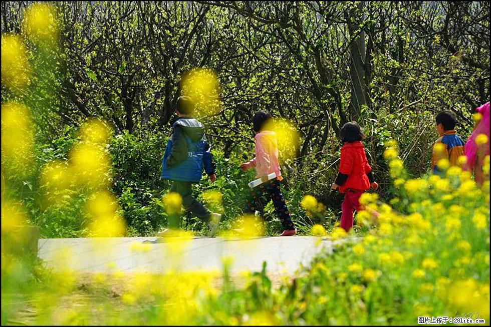 【春天,广西桂林灌阳县向您发出邀请!】长坪村油菜盛情花开 - 游山玩水 - 株洲生活社区 - 株洲28生活网 zhuzhou.28life.com