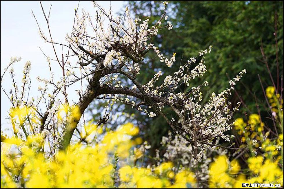【春天,广西桂林灌阳县向您发出邀请!】长坪村油菜盛情花开 - 游山玩水 - 株洲生活社区 - 株洲28生活网 zhuzhou.28life.com