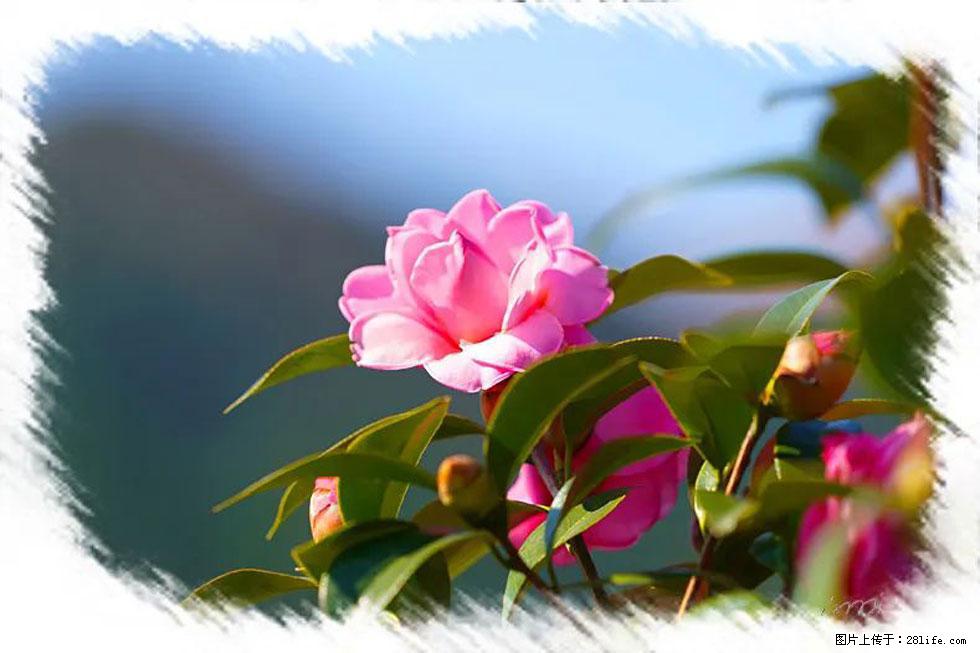 【春天,广西桂林灌阳县向您发出邀请!】杨柳井茶花惹人爱 - 游山玩水 - 株洲生活社区 - 株洲28生活网 zhuzhou.28life.com