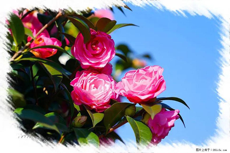 【春天,广西桂林灌阳县向您发出邀请!】杨柳井茶花惹人爱 - 游山玩水 - 株洲生活社区 - 株洲28生活网 zhuzhou.28life.com