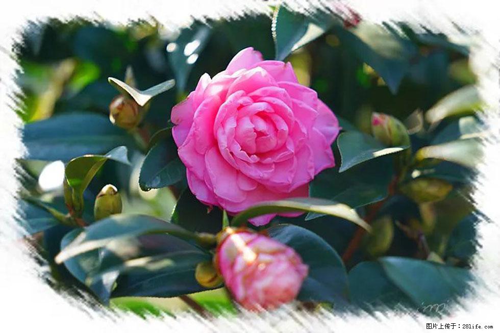 【春天,广西桂林灌阳县向您发出邀请!】杨柳井茶花惹人爱 - 游山玩水 - 株洲生活社区 - 株洲28生活网 zhuzhou.28life.com