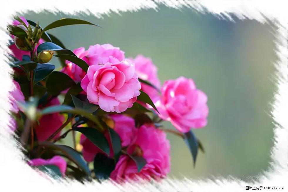 【春天,广西桂林灌阳县向您发出邀请!】杨柳井茶花惹人爱 - 游山玩水 - 株洲生活社区 - 株洲28生活网 zhuzhou.28life.com