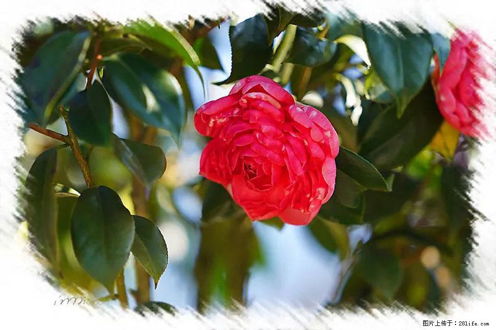 【春天,广西桂林灌阳县向您发出邀请!】杨柳井茶花惹人爱 - 游山玩水 - 株洲生活社区 - 株洲28生活网 zhuzhou.28life.com