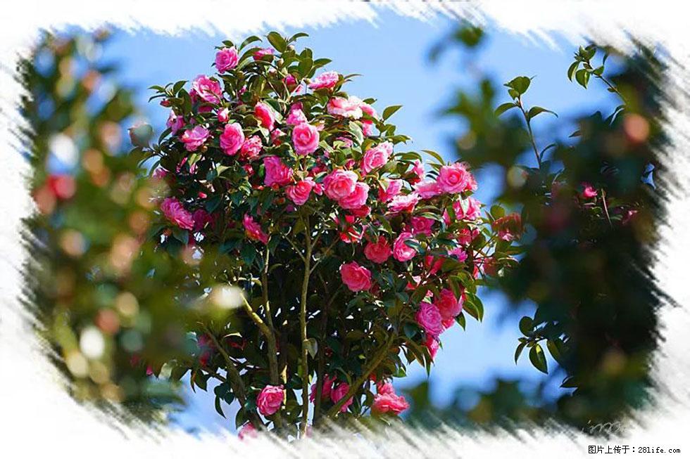 【春天,广西桂林灌阳县向您发出邀请!】杨柳井茶花惹人爱 - 游山玩水 - 株洲生活社区 - 株洲28生活网 zhuzhou.28life.com