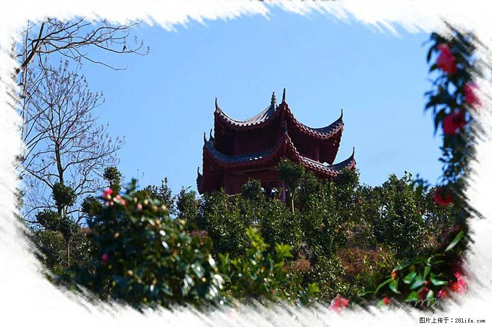 【春天,广西桂林灌阳县向您发出邀请!】杨柳井茶花惹人爱 - 游山玩水 - 株洲生活社区 - 株洲28生活网 zhuzhou.28life.com