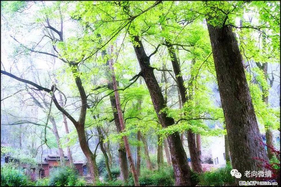 【春天,广西桂林灌阳县向您发出邀请!】在小龙村与春天约会 - 游山玩水 - 株洲生活社区 - 株洲28生活网 zhuzhou.28life.com