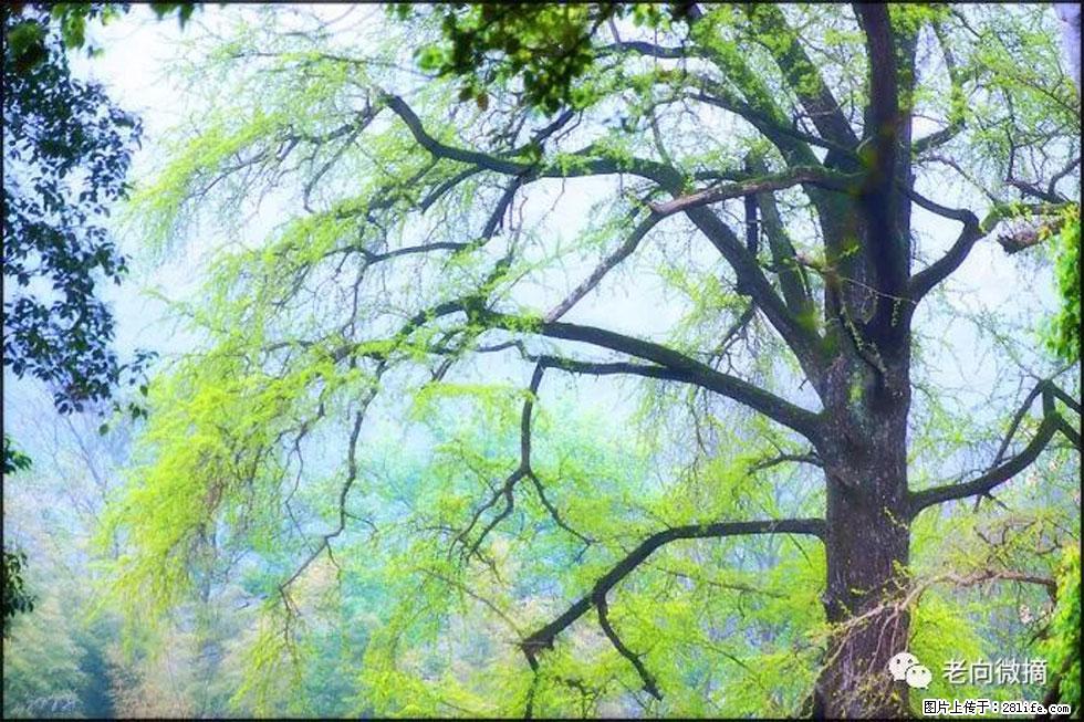 【春天,广西桂林灌阳县向您发出邀请!】在小龙村与春天约会 - 游山玩水 - 株洲生活社区 - 株洲28生活网 zhuzhou.28life.com