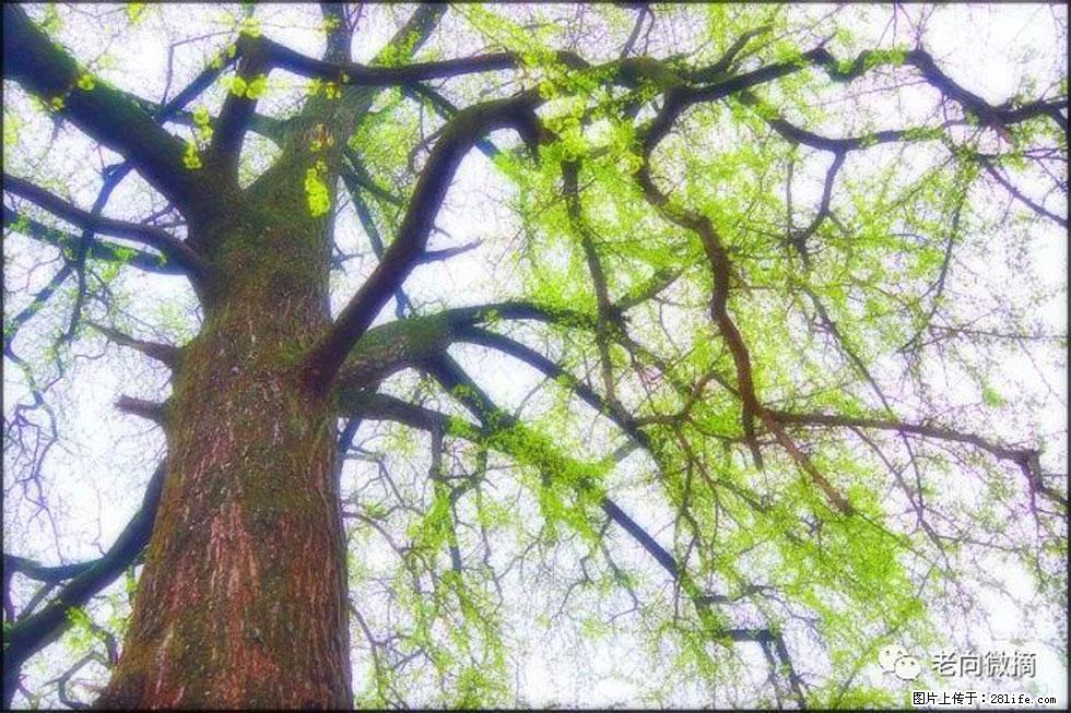 【春天,广西桂林灌阳县向您发出邀请!】在小龙村与春天约会 - 游山玩水 - 株洲生活社区 - 株洲28生活网 zhuzhou.28life.com