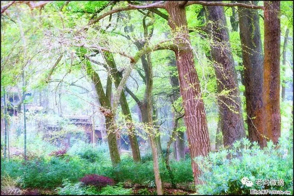 【春天,广西桂林灌阳县向您发出邀请!】在小龙村与春天约会 - 游山玩水 - 株洲生活社区 - 株洲28生活网 zhuzhou.28life.com