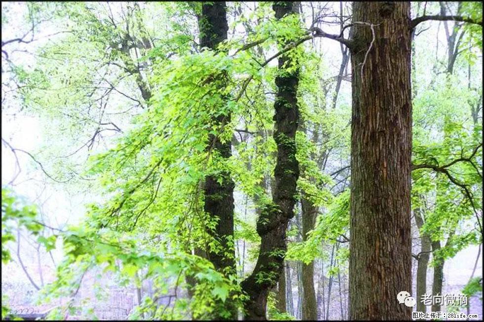 【春天,广西桂林灌阳县向您发出邀请!】在小龙村与春天约会 - 游山玩水 - 株洲生活社区 - 株洲28生活网 zhuzhou.28life.com