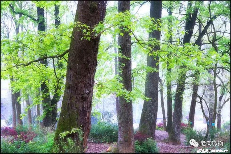 【春天,广西桂林灌阳县向您发出邀请!】在小龙村与春天约会 - 游山玩水 - 株洲生活社区 - 株洲28生活网 zhuzhou.28life.com