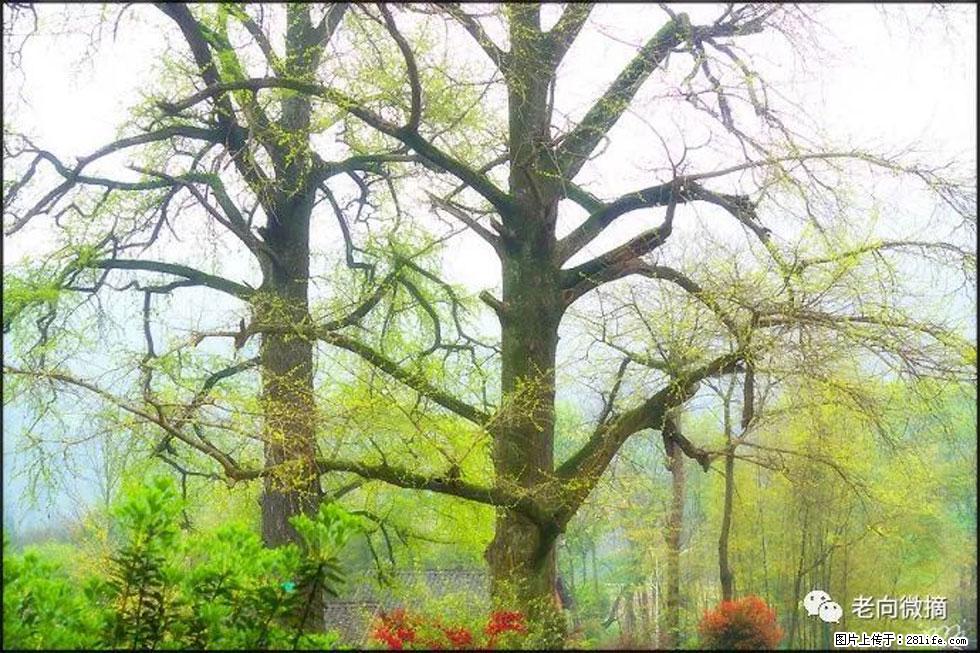 【春天,广西桂林灌阳县向您发出邀请!】在小龙村与春天约会 - 游山玩水 - 株洲生活社区 - 株洲28生活网 zhuzhou.28life.com