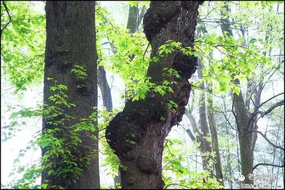 【春天,广西桂林灌阳县向您发出邀请!】在小龙村与春天约会 - 游山玩水 - 株洲生活社区 - 株洲28生活网 zhuzhou.28life.com