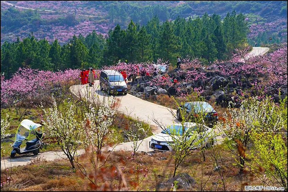 【春天,广西桂林灌阳县向您发出邀请!】望月岭上桃花开 - 游山玩水 - 株洲生活社区 - 株洲28生活网 zhuzhou.28life.com