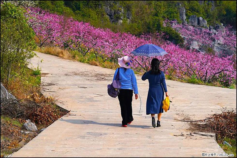 【春天,广西桂林灌阳县向您发出邀请!】望月岭上桃花开 - 游山玩水 - 株洲生活社区 - 株洲28生活网 zhuzhou.28life.com