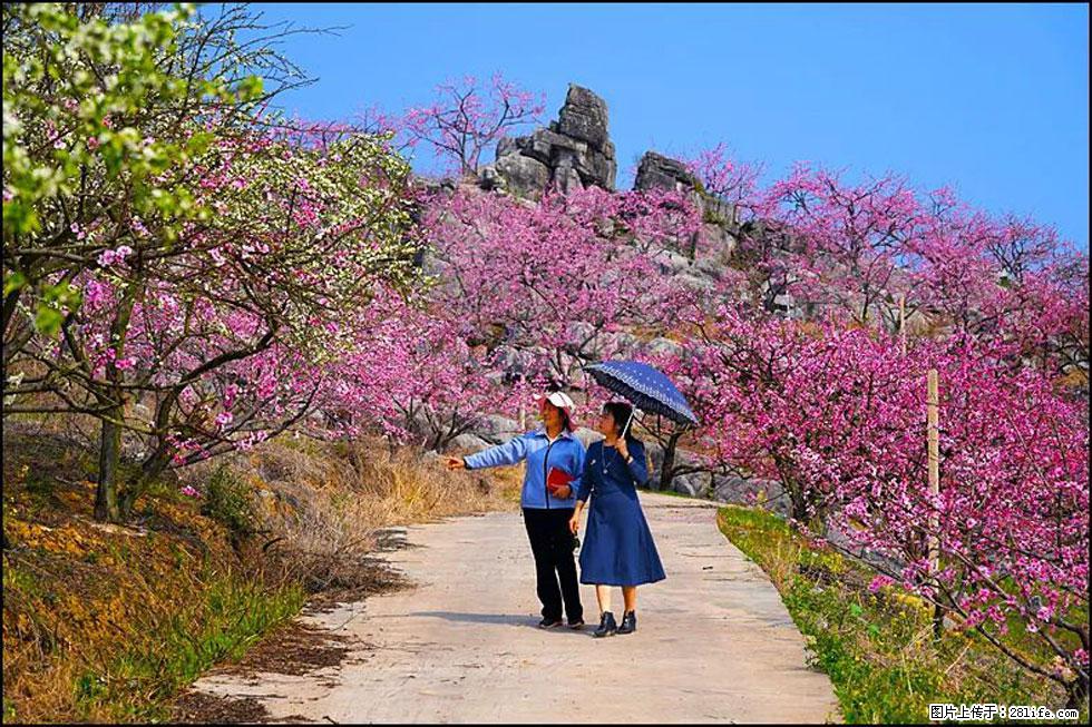 【春天,广西桂林灌阳县向您发出邀请!】望月岭上桃花开 - 游山玩水 - 株洲生活社区 - 株洲28生活网 zhuzhou.28life.com