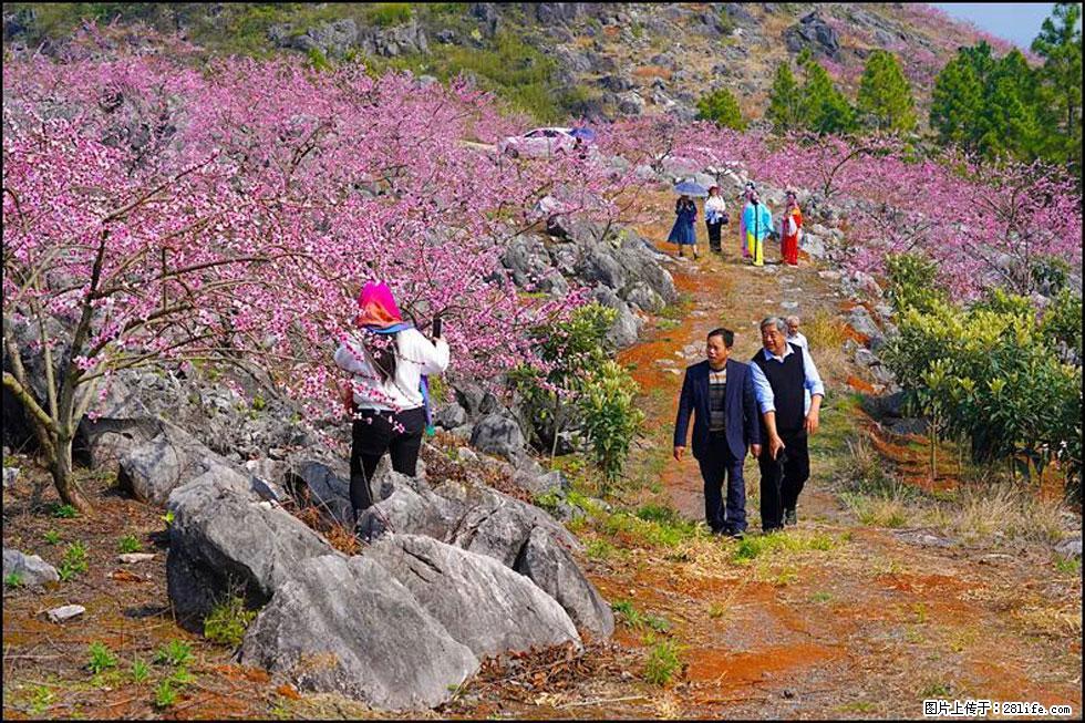 【春天,广西桂林灌阳县向您发出邀请!】望月岭上桃花开 - 游山玩水 - 株洲生活社区 - 株洲28生活网 zhuzhou.28life.com