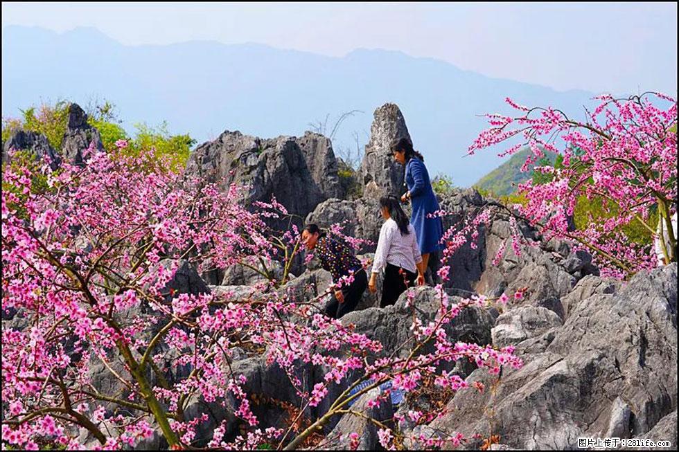 【春天,广西桂林灌阳县向您发出邀请!】望月岭上桃花开 - 游山玩水 - 株洲生活社区 - 株洲28生活网 zhuzhou.28life.com
